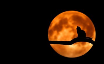 Dlaczego kot nie daje się głaskać po brzuchu?