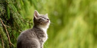 Na jakie imiona reagują koty?