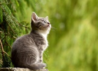 Czy koty perskie można strzyc?