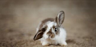 Jak mądre są króliki?