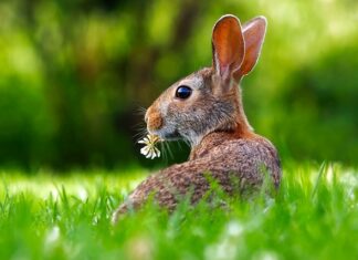 Czy królik może jeść karton?