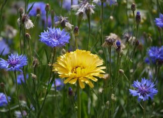 Czy prezes spółki z o.o. odpowiada swoim majątkiem?