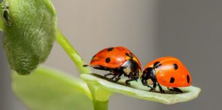 Co można kupić w Biedronce za 5 zł?
