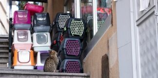 Czy można pożyczyć transporter dla kota?