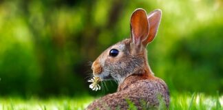 Jak nauczyć królika żeby nie gryzł?