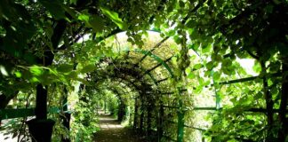 Czy Pergola chroni przed deszczem?